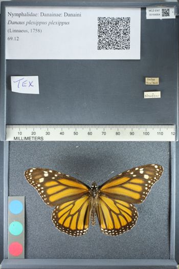 Media type: image;   Entomology 164954